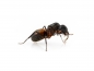 Preview: Camponotus cruentatus